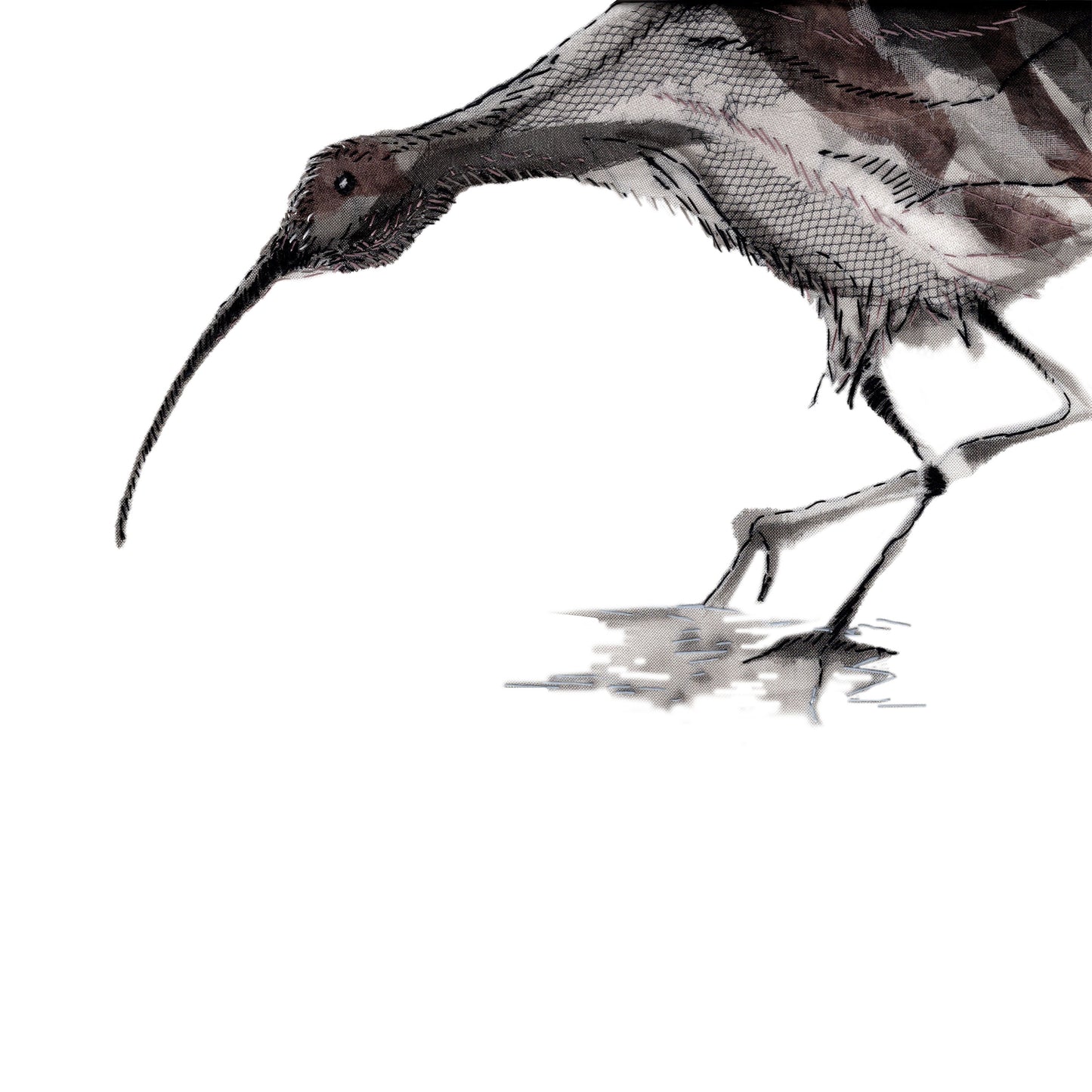 Curlew Collection Take a Bow - Greeting Card