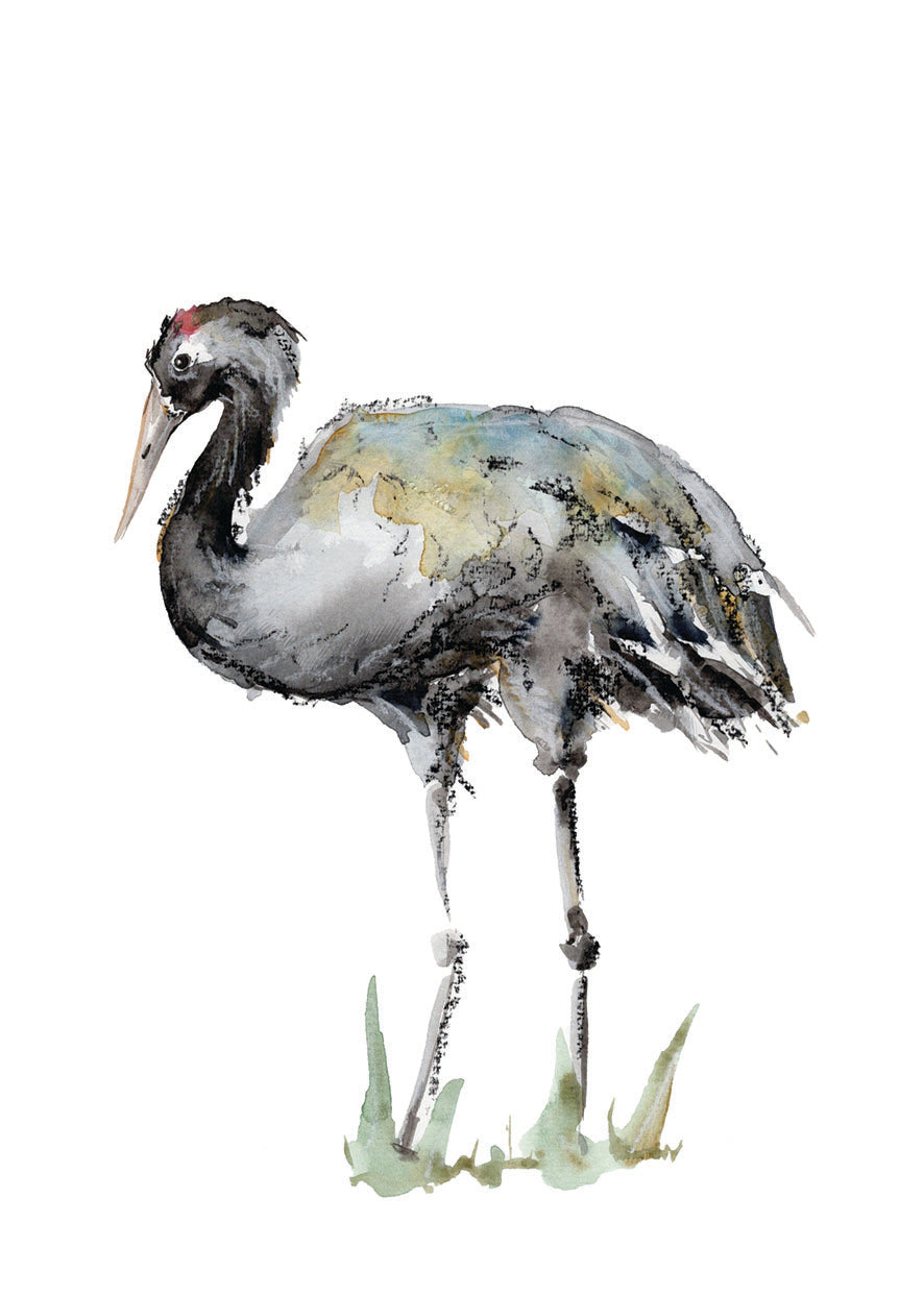 Eurasian Crane 1 - A4 Art Print