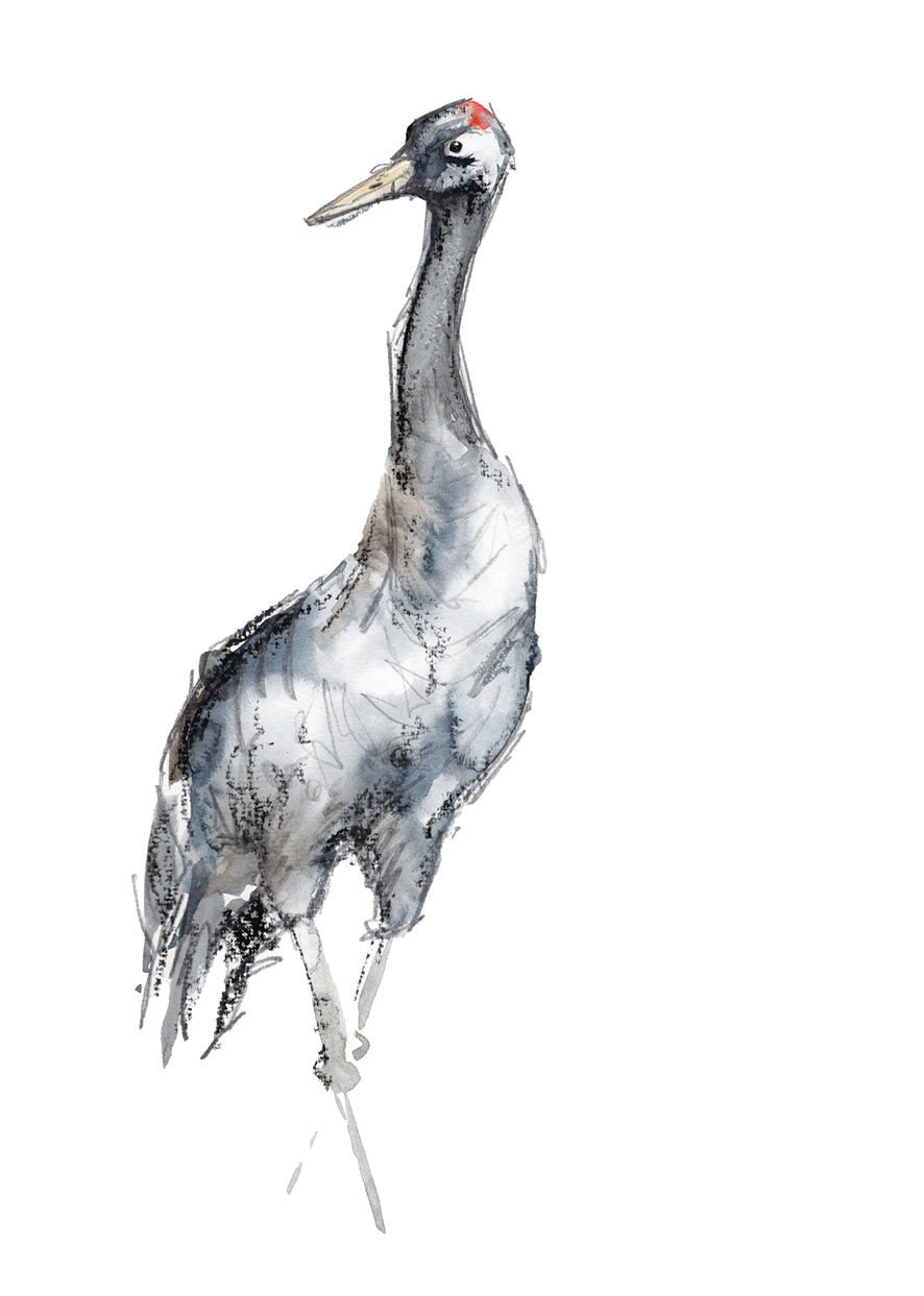 Eurasian Crane 2 - A4 Art Print