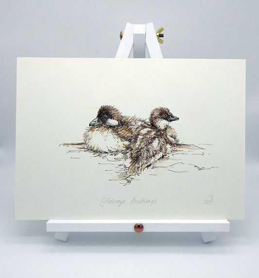 Goldeneye Ducklings - A4 Art Print