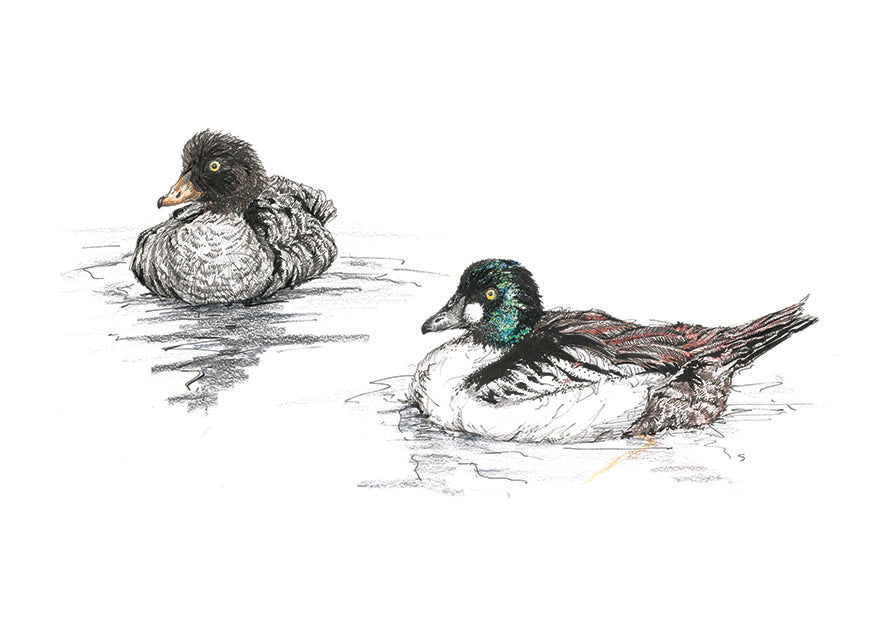 Goldeneye Pair - A4 Art Print