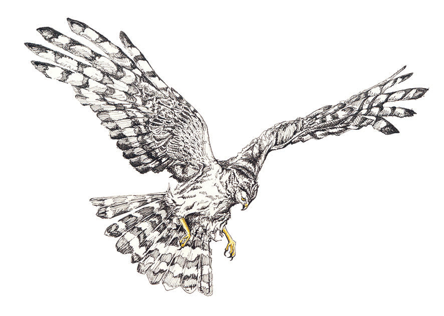 Female Hen Harrier - A4 Art Print