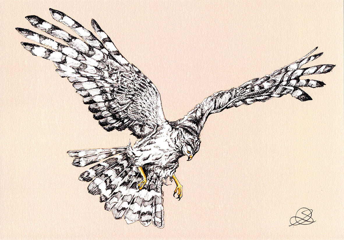 Female Hen Harrier - A4 Art Print
