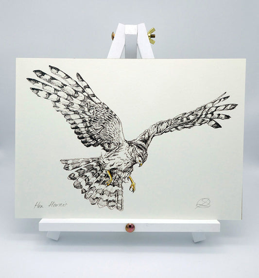 Female Hen Harrier - A4 Art Print