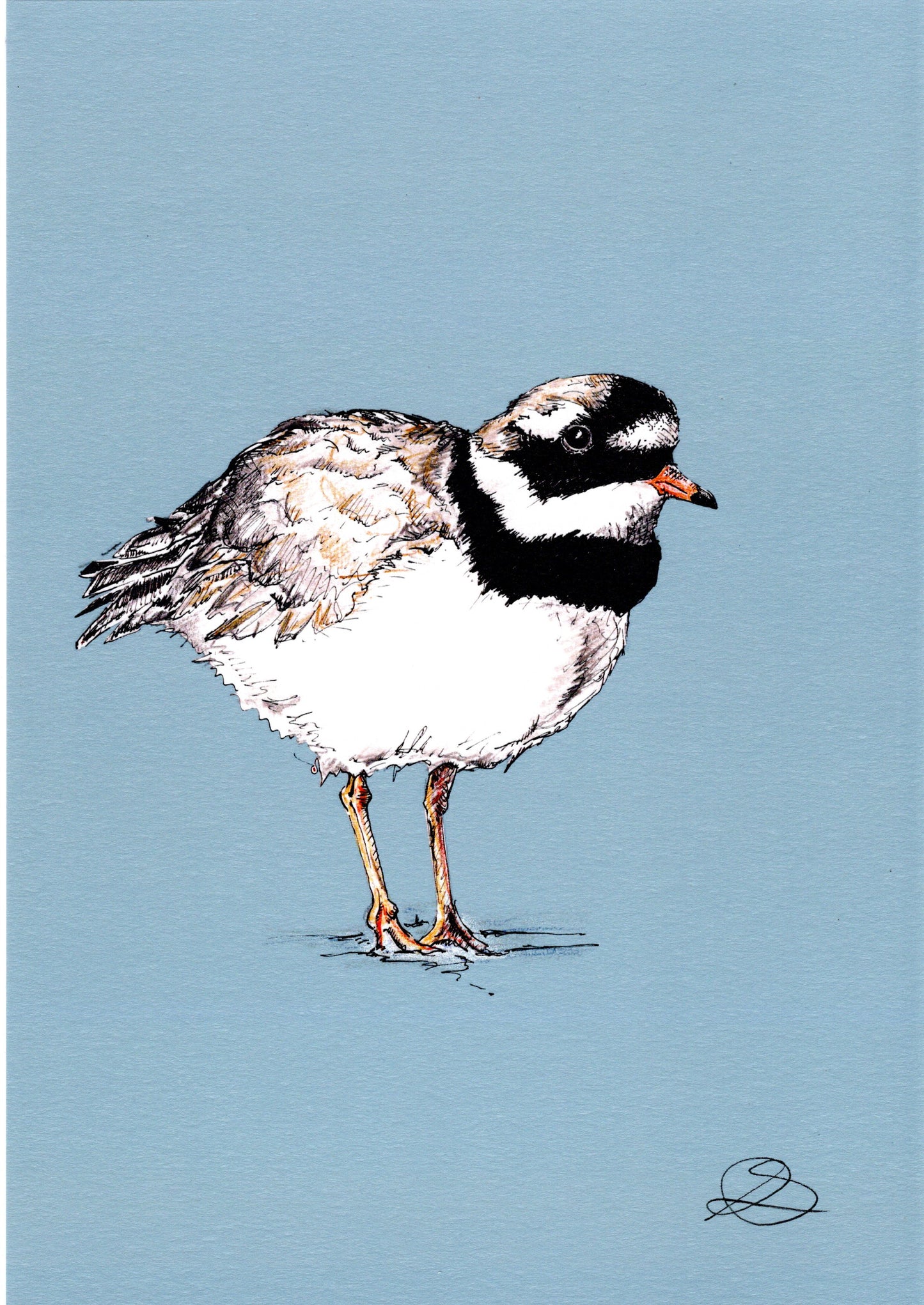 Ringed Plover, Blue - A4 Art Print