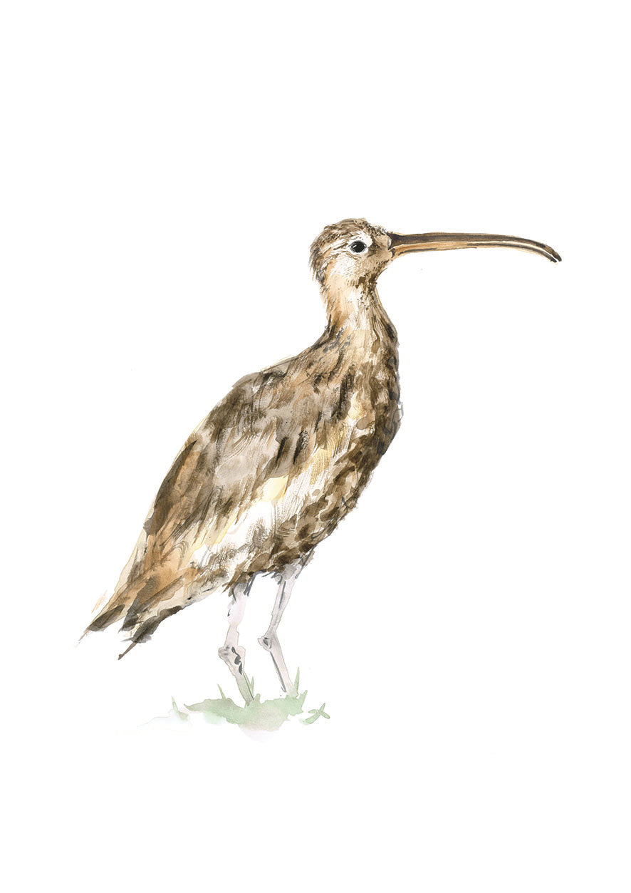 Curlew in Profile - A4 Art Print