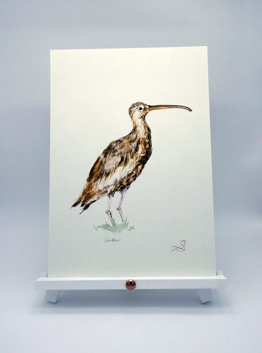 Curlew in Profile - A4 Art Print