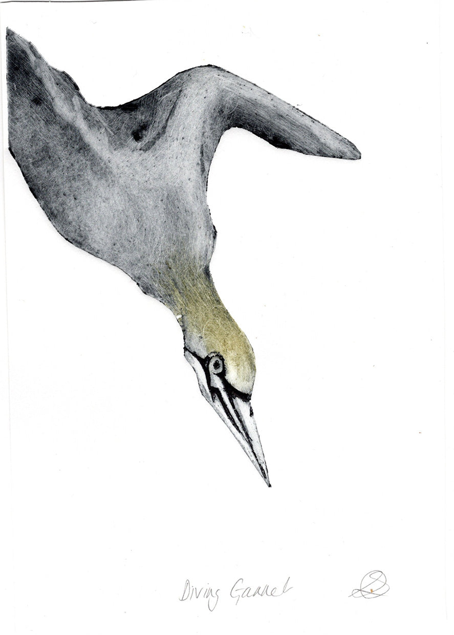Diving Gannet Collagraph - Handmade print