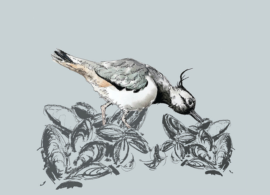 Lapwing Feeding Design - Greeting Card