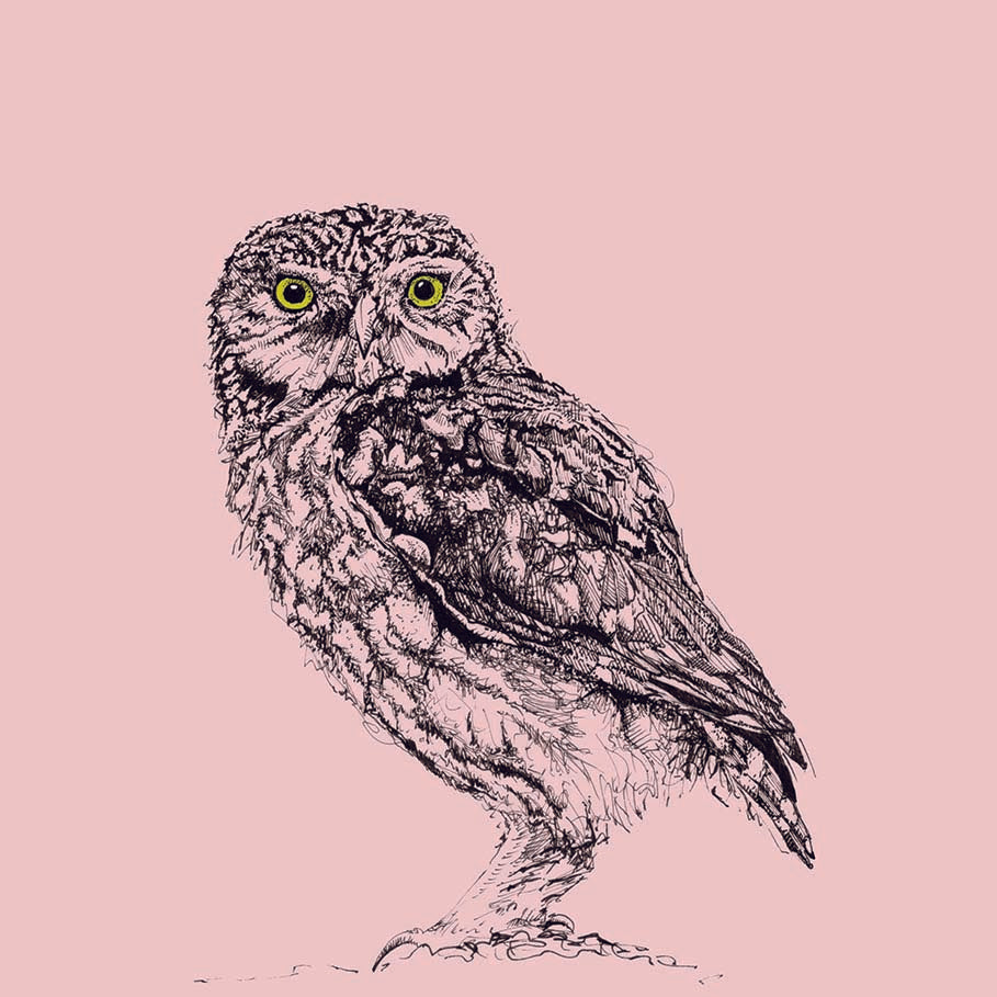 British Owl Collection Little Owl, pink - Greeting Card