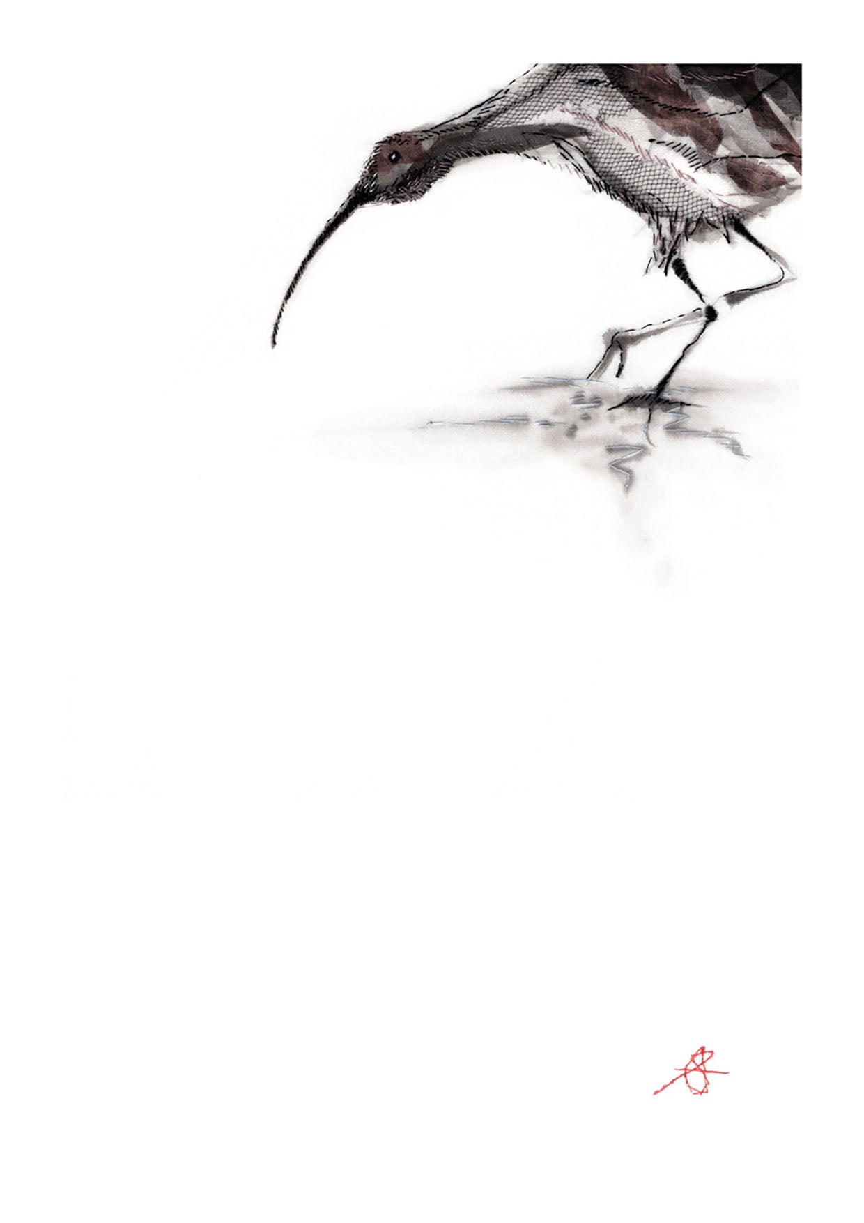 Curlew Takes a Bow - A4  Giclée Print