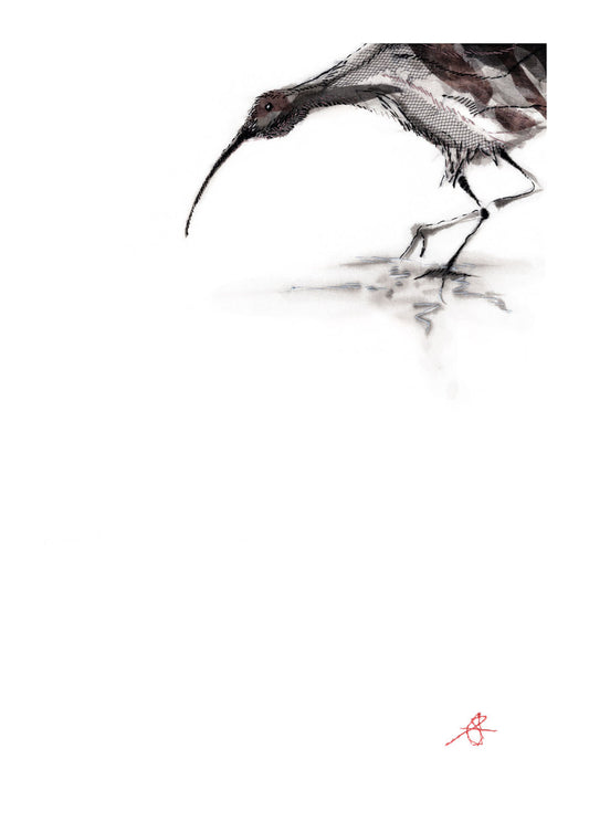 Curlew Takes a Bow - A4  Giclée Print