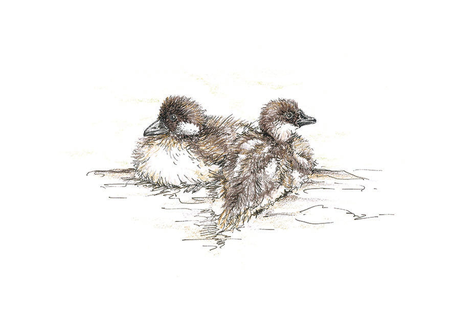 Goldeneye Ducklings - A4 Art Print