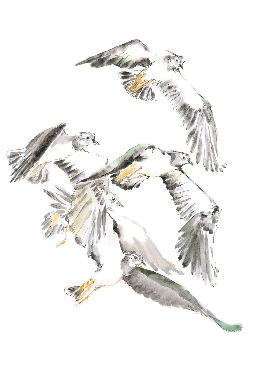 Lapwings in Flight - A4 Art Print