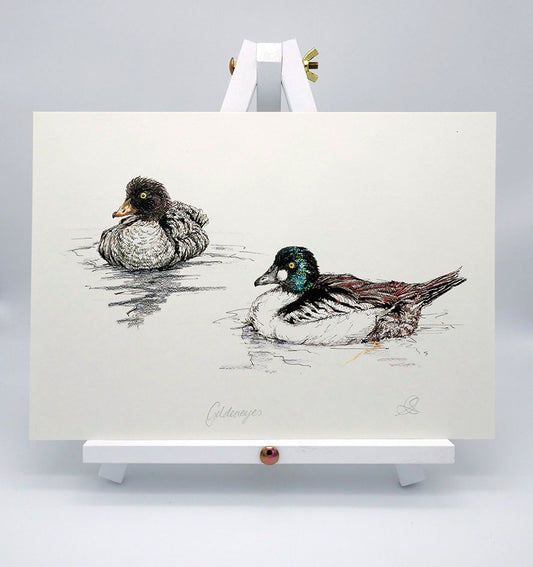 Goldeneye Pair - A4 Art Print