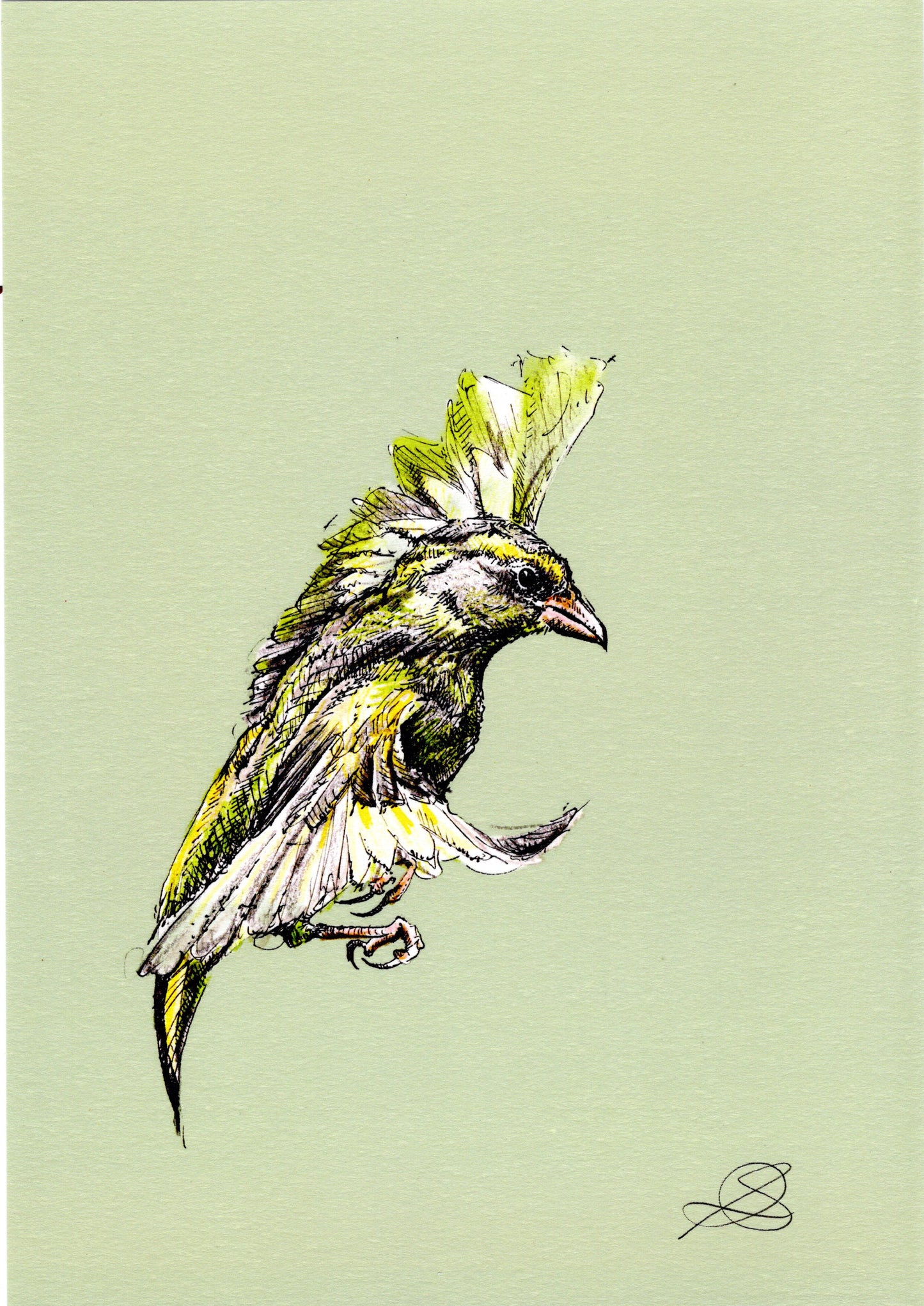 Greenfinch in Flight - A4 Art Print