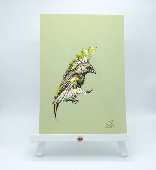 Greenfinch in Flight - A4 Art Print