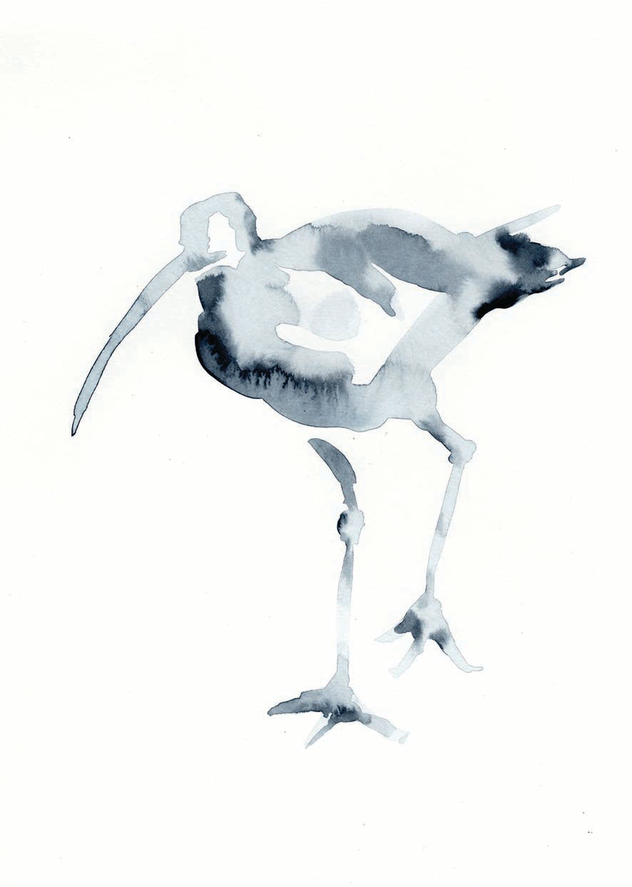 Inky Curlew - A4 Art Print