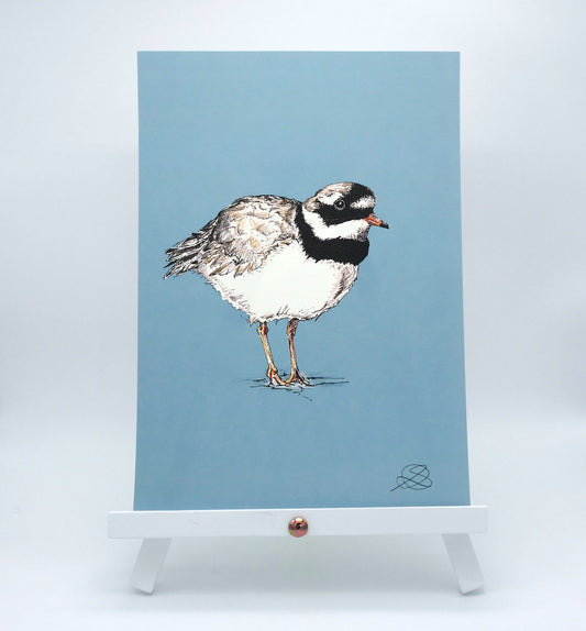 Ringed Plover, Blue - A4 Art Print