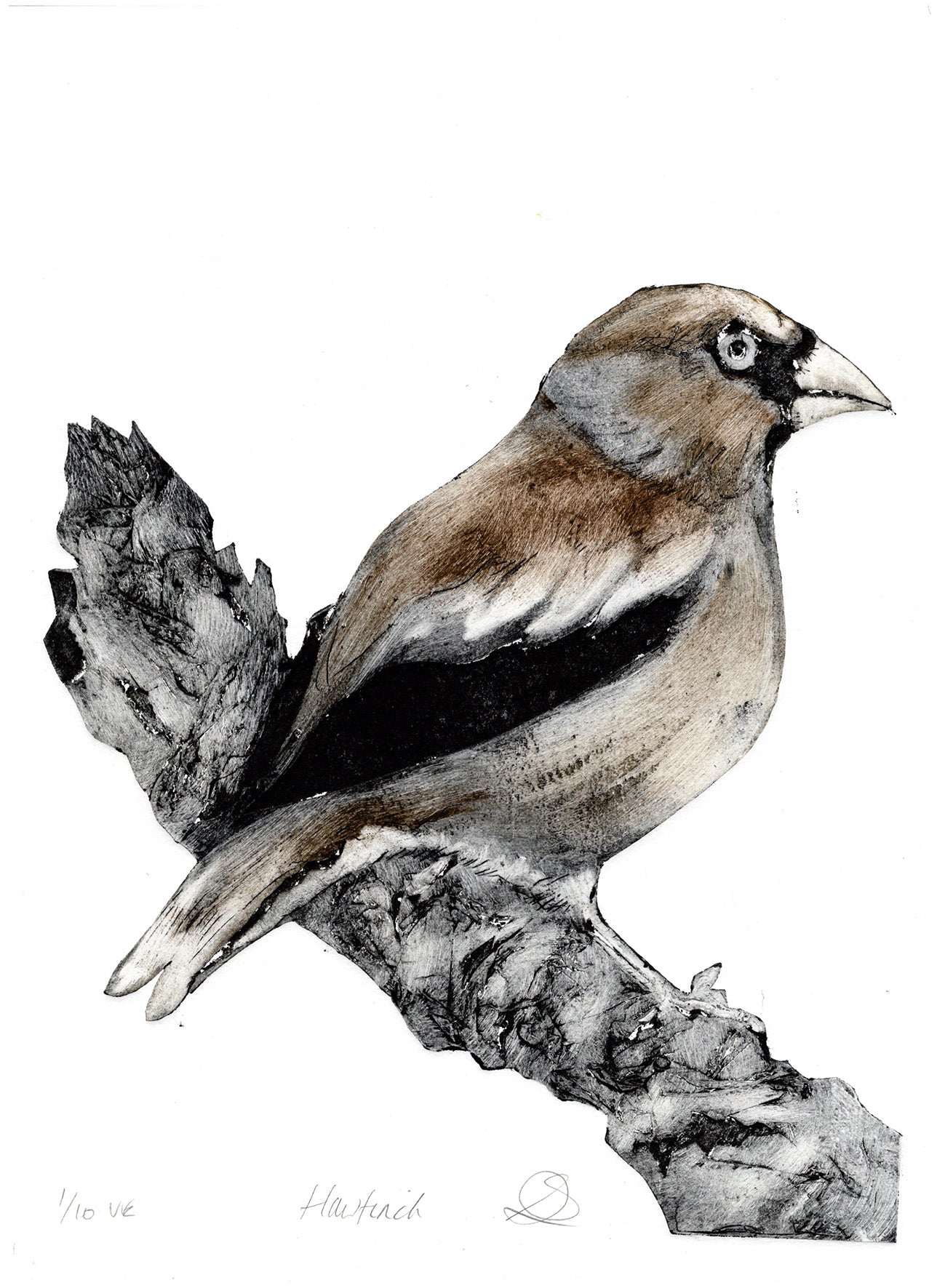 Hawfinch Collagraph - Handmade print