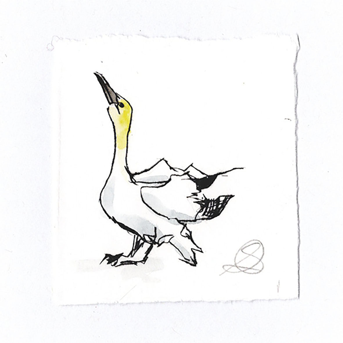 Gannet - Hand Printed Greeting Card